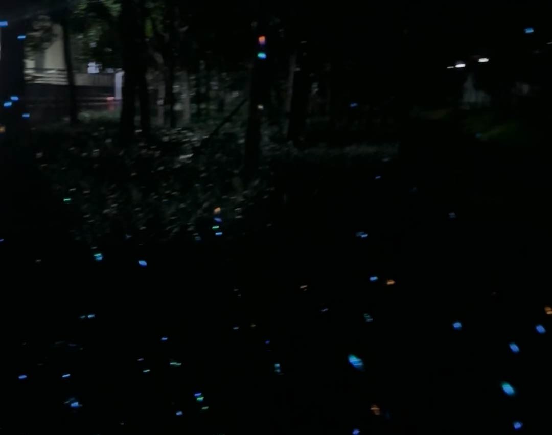 Video: swarm of glowing firefly dots floats over shadowy garden shrubs after dark