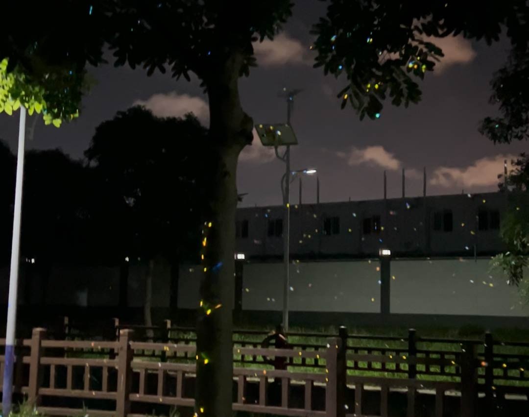 Video: multicolored firefly laser specks drift through trees and fencing in a park at night