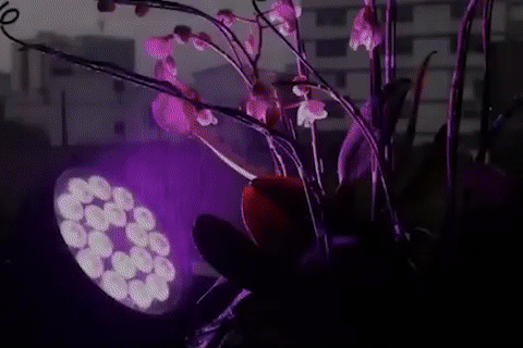 Real photo of white flower pattern projected on purple plant — Infinity Projectors
