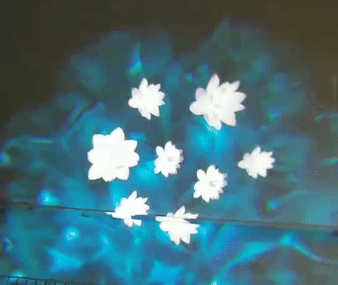 Real photo of white flower pattern projected on blue background — Infinity Projectors